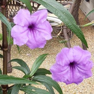 Meet your Posher, Deborah